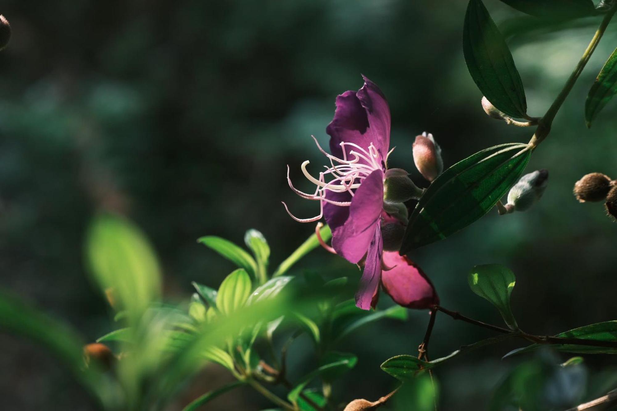 Vuon Nha Cui Homestay ดาลัด ภายนอก รูปภาพ
