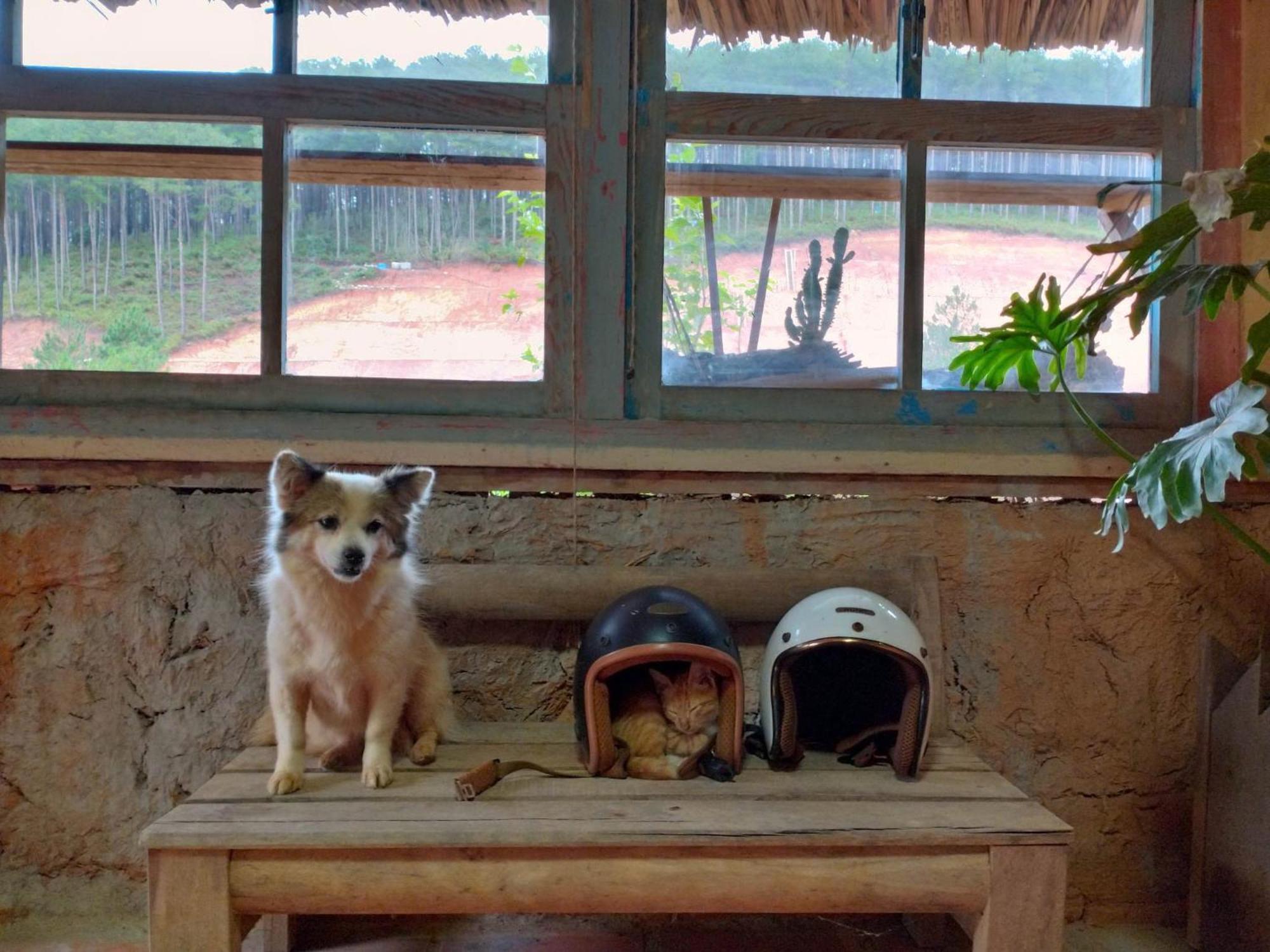 Vuon Nha Cui Homestay ดาลัด ภายนอก รูปภาพ
